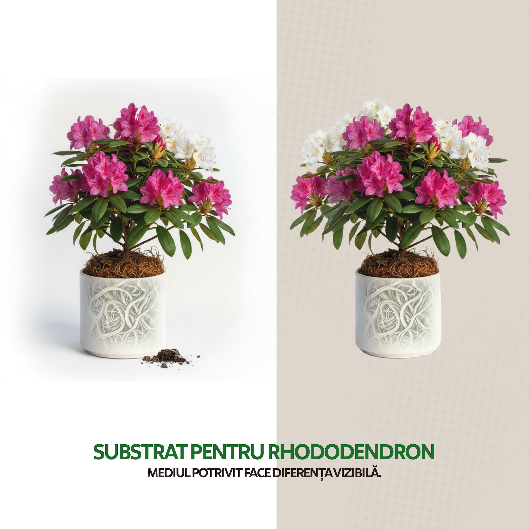 Substrat pentru Rhododendron, 6 litri - imagine 5